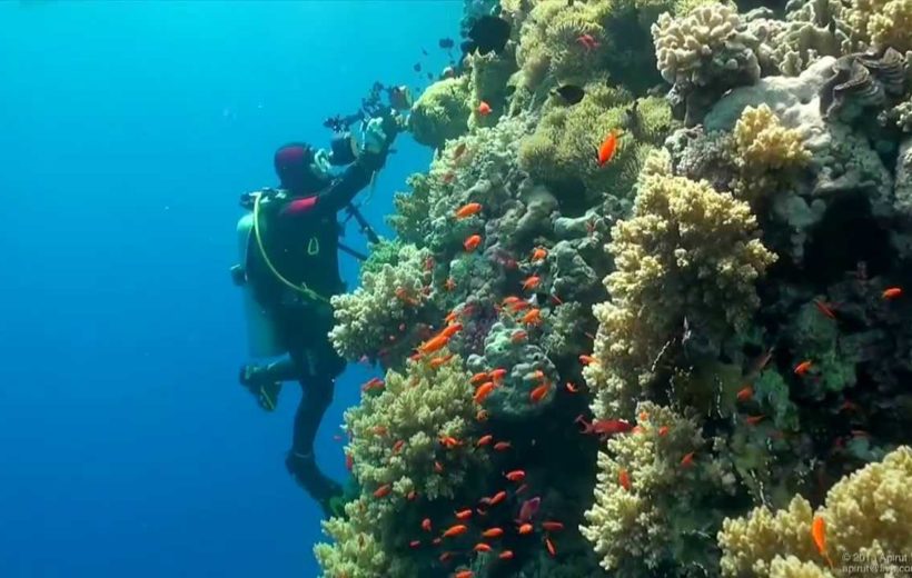 Diving in Red Sea from Hurghada
