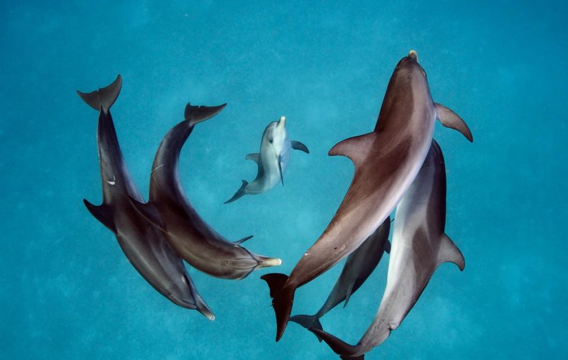 Dolphin House from Hurghada