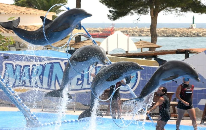 Hurghada Dolphin Show