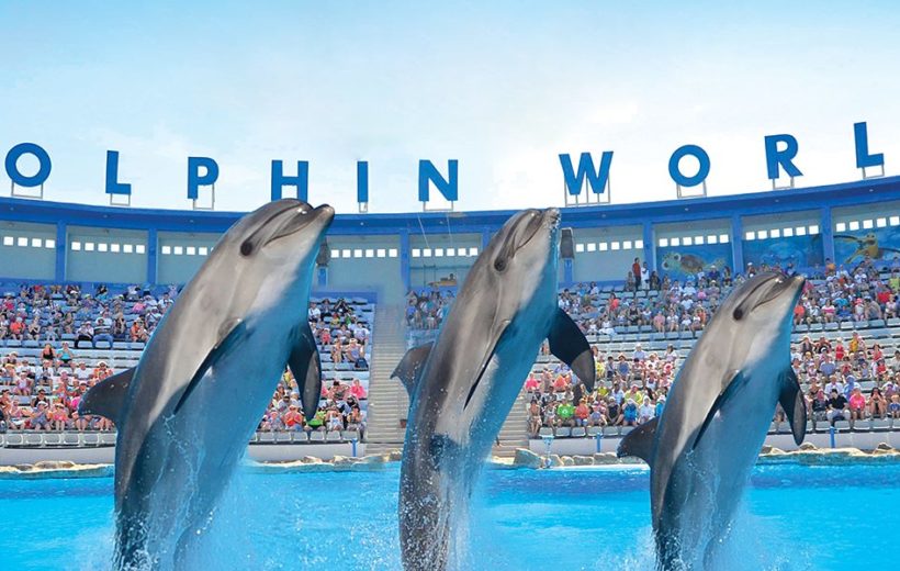 Dolphin Show