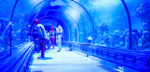 Gallery Thumbnail 3