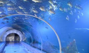 Gallery Thumbnail 2